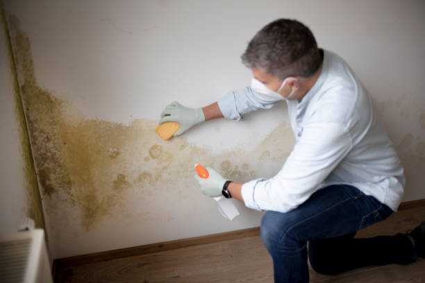 Best Mold Remediation for Healthcare Facilities  in Edenton, NC