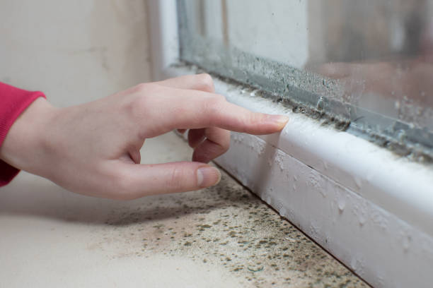 Environmental Consulting for Mold Prevention in Edenton, NC